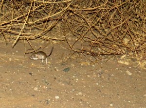 kangaroo rat- carrizo plain (1)