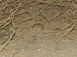 about 15 miles from southern entrance on soda lake road