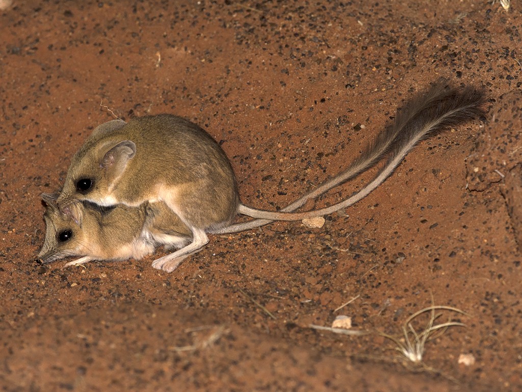 Kultarr - Antechinomys laniger - mating