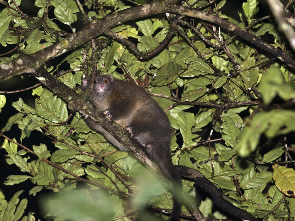 Lemuroid Ring-tailed Possum