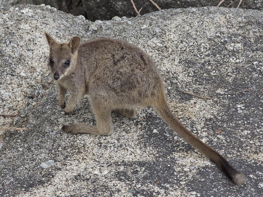 Mareeba Rock-wallaby