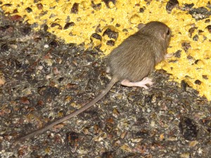 mouse from mojave national preserve (1)