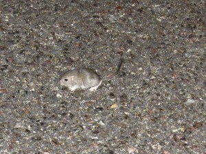 mouse from mojave national preserve (2)