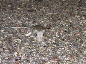 mouse from mojave national preserve (3)