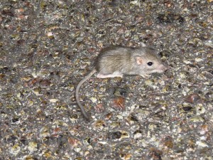 curious about this cute little mouse, about 10-15 miles off of highway 15 on main road. next three pics are same mouse