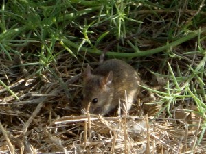 mouse from point vicente palos verdes (1)