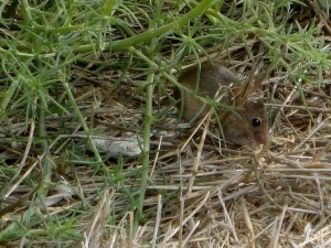 mouse from point vicente palos verdes (2)