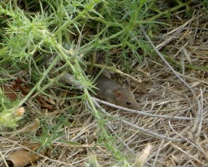 this and the next two are from the same session, there were 2 mice but didn't get them at same time. near bluffs at point vicente