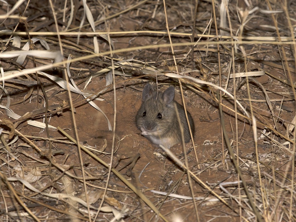 Plains Mouse - Pseudomys australis