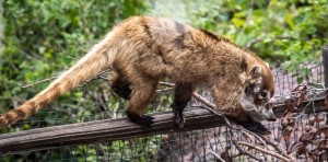 report-coati