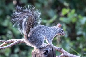 report-squirrel