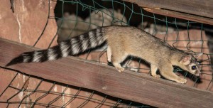 ringtail-madera