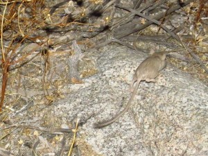 rodent from borrego palm canyon area near pupfish pond (1)