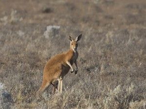 Red Kangaroo