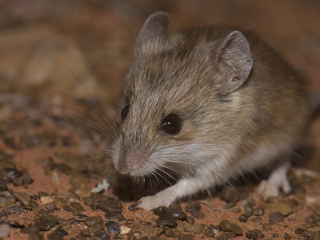 Sandy Inland Mouse - Pseudomys hermannsburgensis
