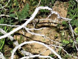 some kind of pocket mouse maybe-desert tortoise natural area (1)