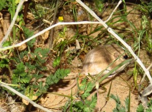 some kind of pocket mouse maybe-desert tortoise natural area (2)