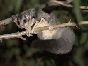 Squirrel Glider