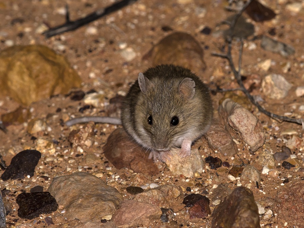 Desert Short-tailed Mouse - Leggadina forresti