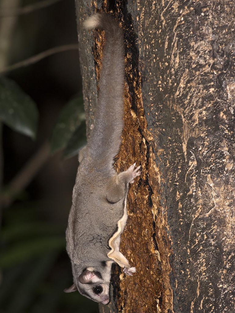 Sugar Glider