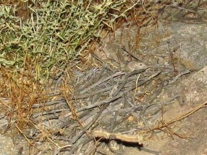 terrible picture of rodent from anza borrego palm canyon area near pupfish pond