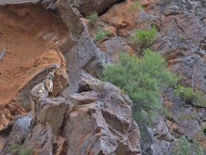 Yellow-footed Rock-wallaby