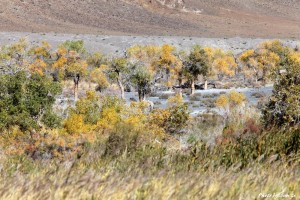 zzimg_0207-wild-camel-habitat