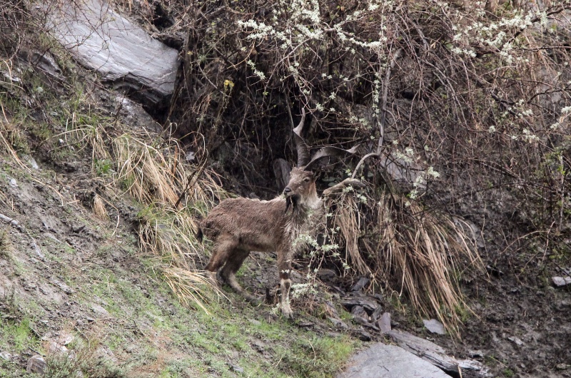 Markhor