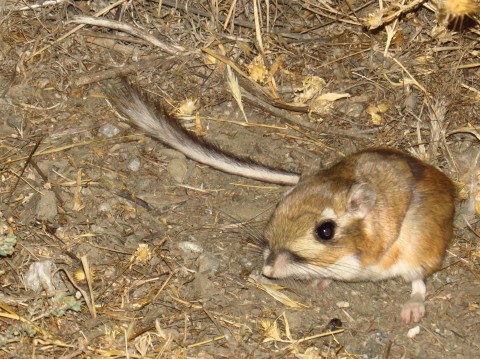 Carrizo Kangaroo Rats