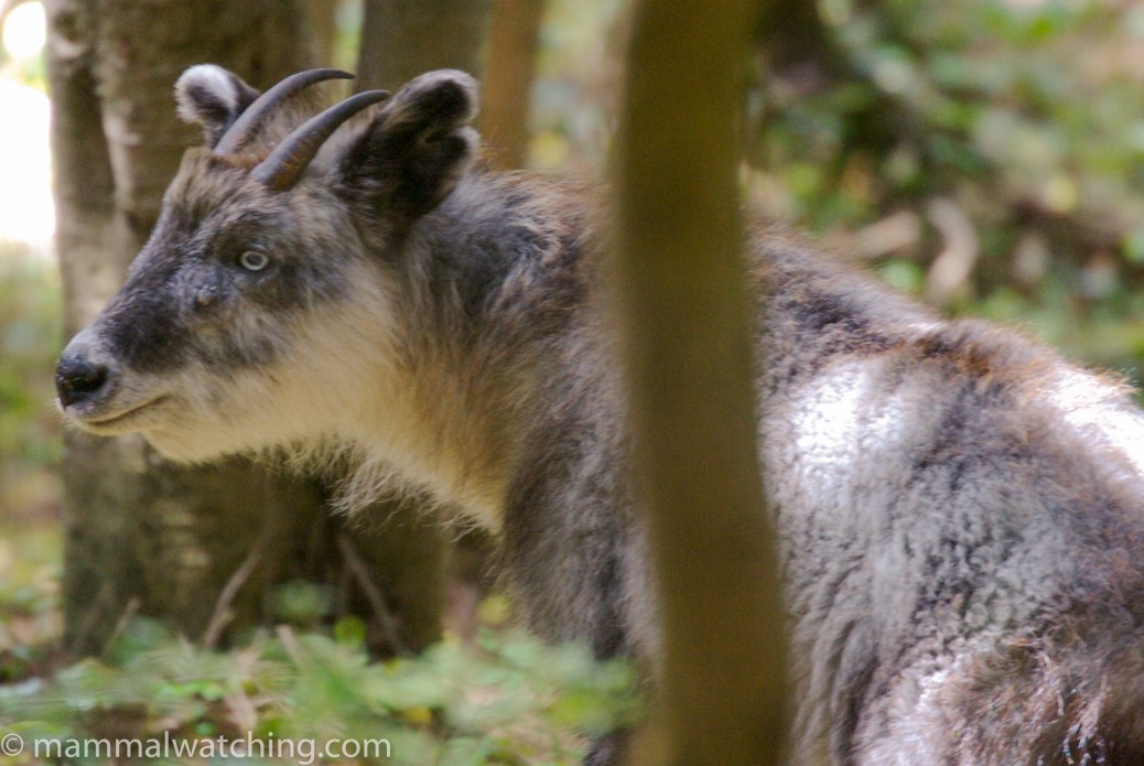 Japanese Serow