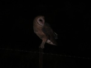 barn-owl-wind-wolves-access-road