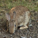 eastern_cottontail-3