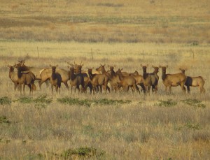 herd-of-tule-elk-carrizo-plain-2