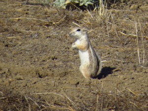 san-joaquin-antelope-squirrel-carrizo-plain