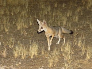 san-joaquin-kit-fox-carrizo-plain-nm-1