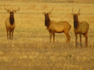 tule-elk-at-carrizo-plain-nm-1-800x599