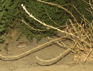 what-kind-of-mouse-is-this-carrizo-plain-1