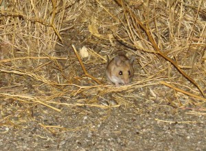 what-kind-of-mouse-is-this-carrizo-plain-2