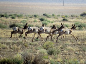 young-pronghorns-carrizo-plain-2