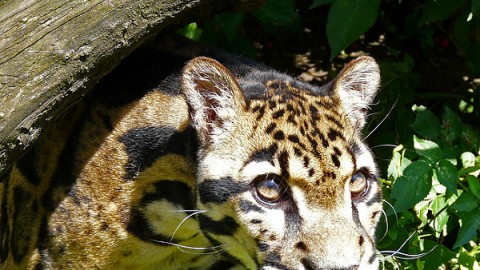 Borneo, clouded leopard quest – join me in Feb 2017?