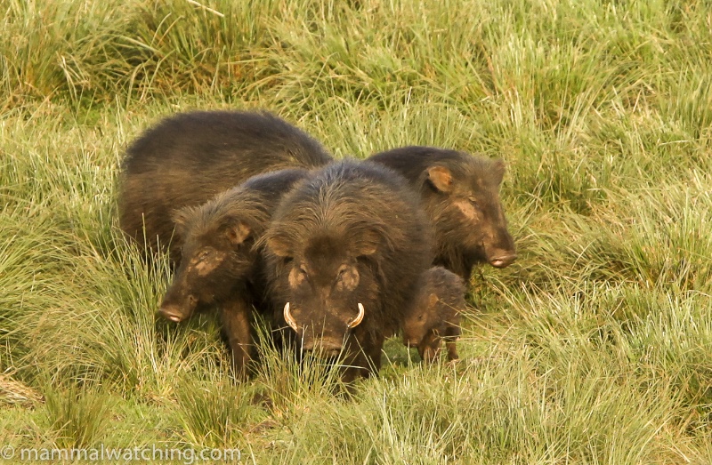 2011-Giant-Forest-Hogs-2
