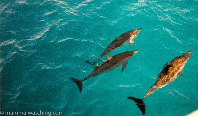 Spinner-Dolphins