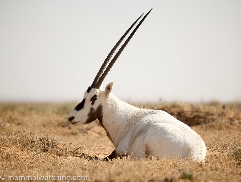 Arabian-Oryx