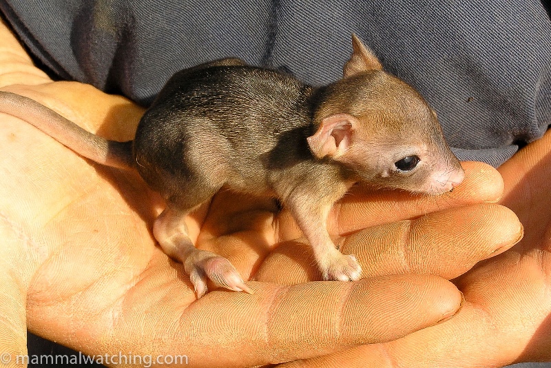 Western Australia Mammal Watching