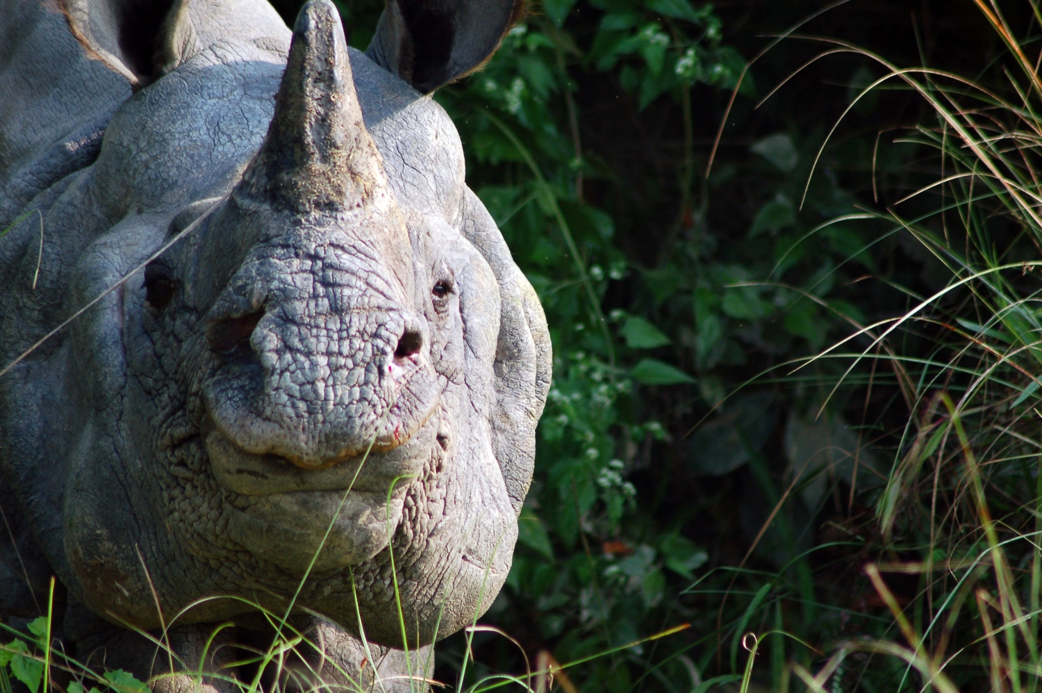 wildlife conservation in nepal essay
