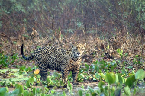 Pantanal Wildlife Holiday Trip Report – Royle Safaris (2)