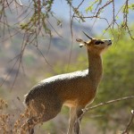 Klipspringer-Kenya2