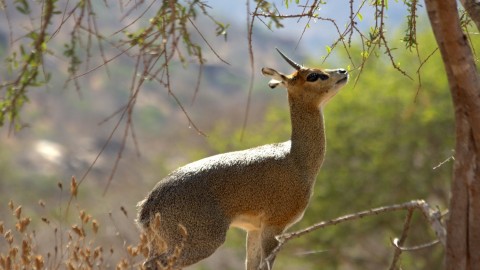 Rfi Seeing Sitatunga At Katonga Wildlife Reserve Uganda Mammal Watching