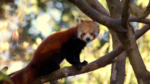 Red Panda Holiday to Nepal Trip Report – Royle Safaris (2)