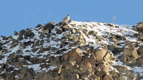 Snow Leopard Watching Holiday Trip Report – Royle Safaris